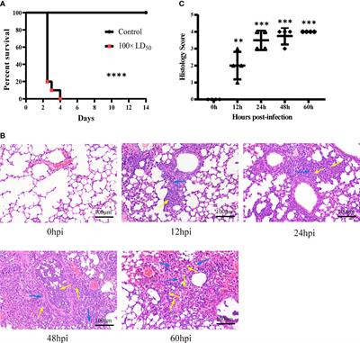 Time-Course Transcriptome Analysis of Lungs From Mice Infected With Hypervirulent Klebsiella pneumoniae via Aerosolized Intratracheal Inoculation